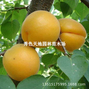 �F���_������޽�����_���Ә��������Ә����ϱ����Nֲ����Y����