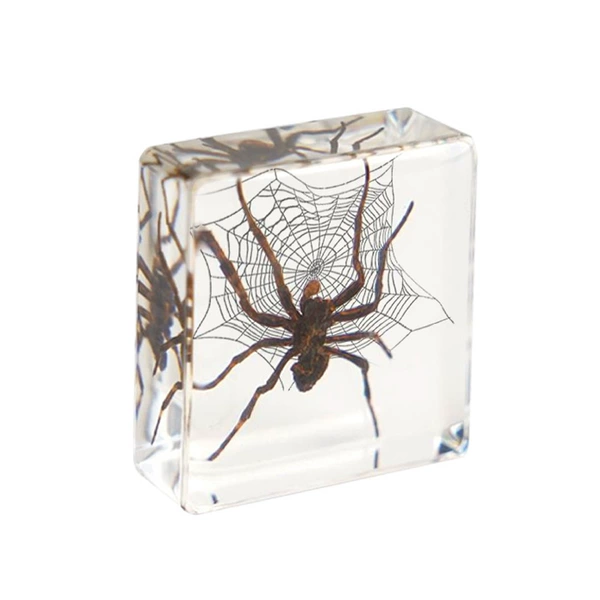 3.8cm small square house spider with web