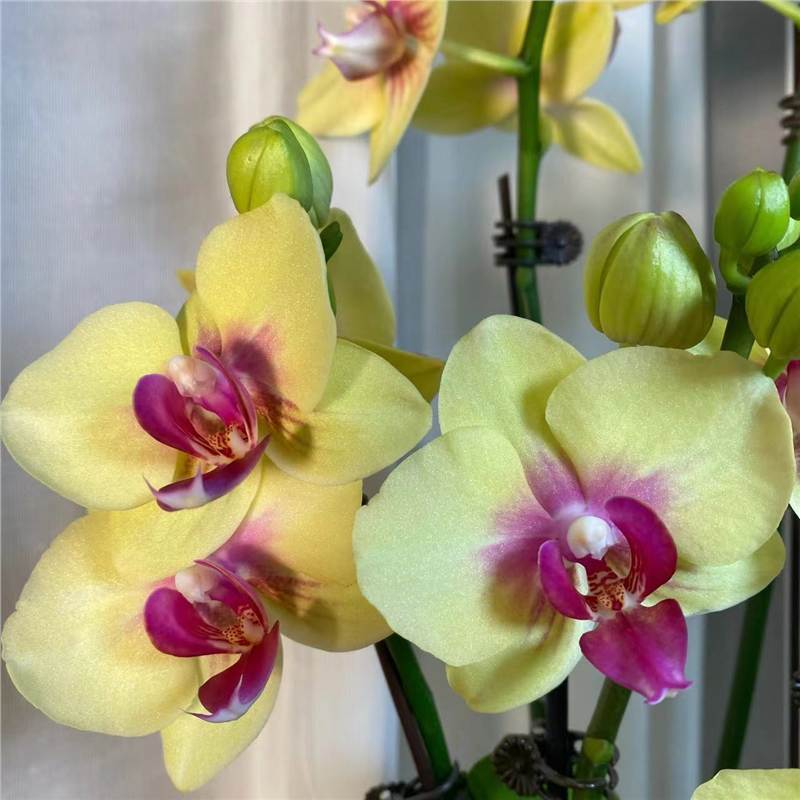 orquídea mariposa con brotes de flores planta en maceta sala de estar orquídea planta de interior flores en todas las estaciones buena para alimentar dendrobium orquídea planta verde image 7