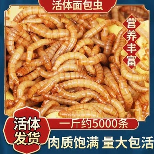Live Mealworms, Yellow Mealworms, Live Larvae, Arowana, Scorpions, Turtles, Starlings, Food, Stone Frog Feed, Free Shipping