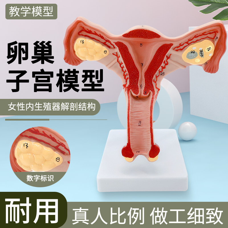 人体子宫模型 教具模具 阴道卵巢 解剖 医学女性仿真女性生殖模器