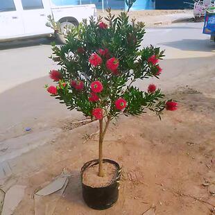 �tǧ�Ә��紹֦�tǧ�Ӵ��X��ƿˢ�Ә�������ļ�������B��