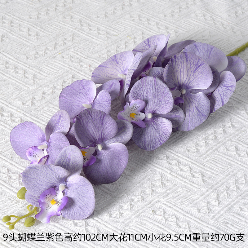 9 phalaenopsis púrpura