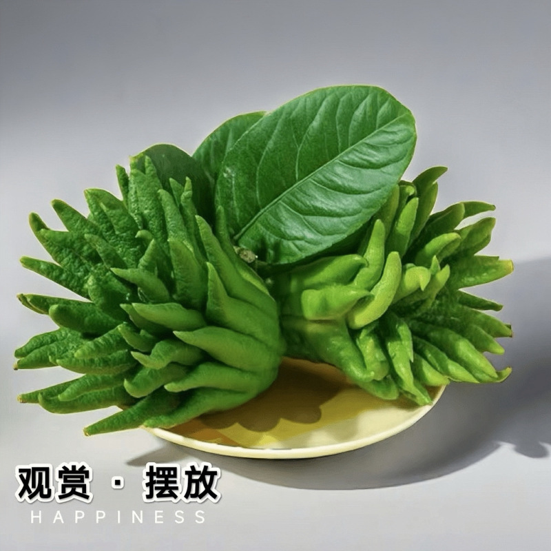 佛手柑贡品闻香高山佛手果特大果云南非金华佛手闻香带枝水培批发|undefined