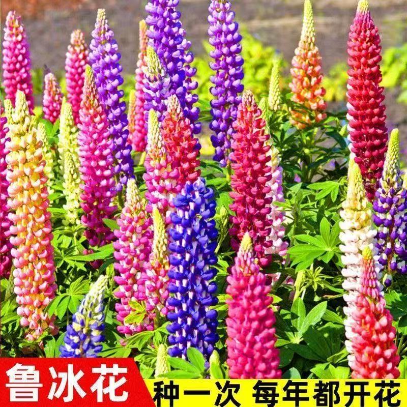 Lu Binghua seeds 30 capsules