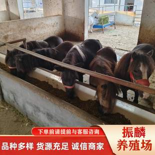 ���R��ͯ�T���R�Bֳ�� �O���m���R���T�^�pС���R ���䃺ͯ�T���R