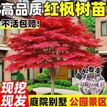 һ�����l�t������ͥԺ�L�����������ͺ��������ļ��t�輧�ļ���