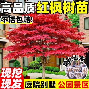 һ�����l�t������ͥԺ�L�����������ͺ��������ļ��t�輧�ļ���