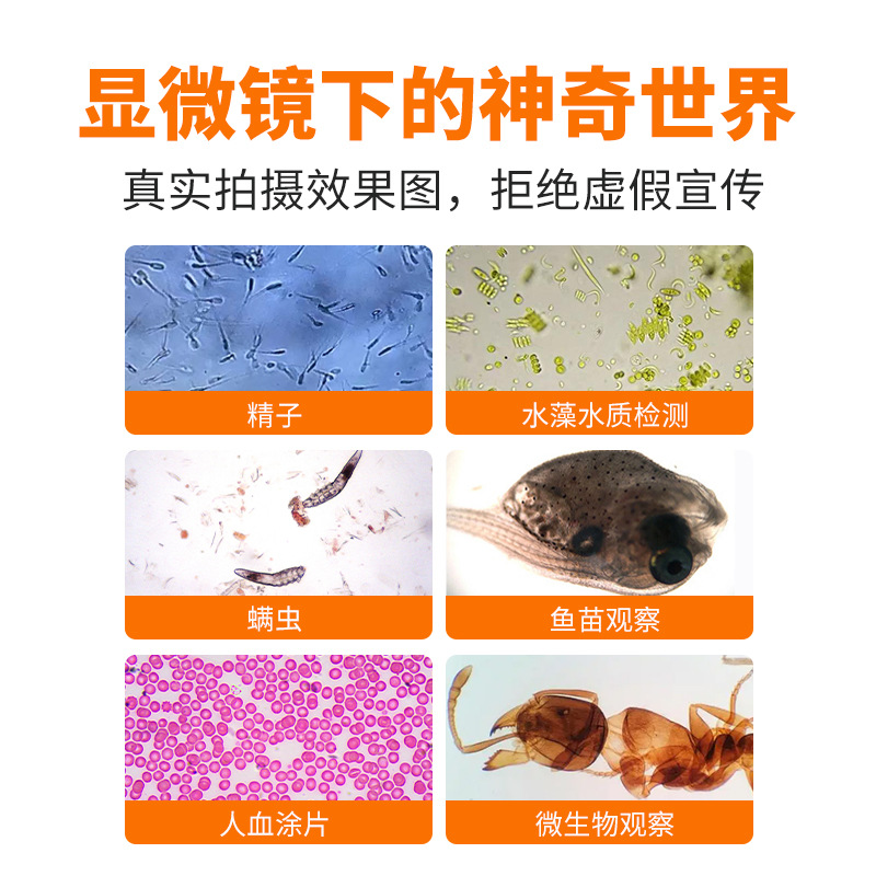Microscopio biológico de calentamiento de temperatura constante de alta potencia de alta definición, acuicultura profesional, observación de espermatozoides, ovarios, ácaros, bacterias