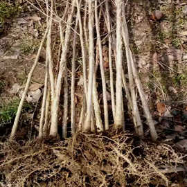 一件代发流苏树门前风景树绿化苗木大树流苏花树苗嫁接桂花油根子