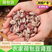大颗粒荷包豆批发一件代发大肾豆花芸豆花腰豆状元豆荷包豆