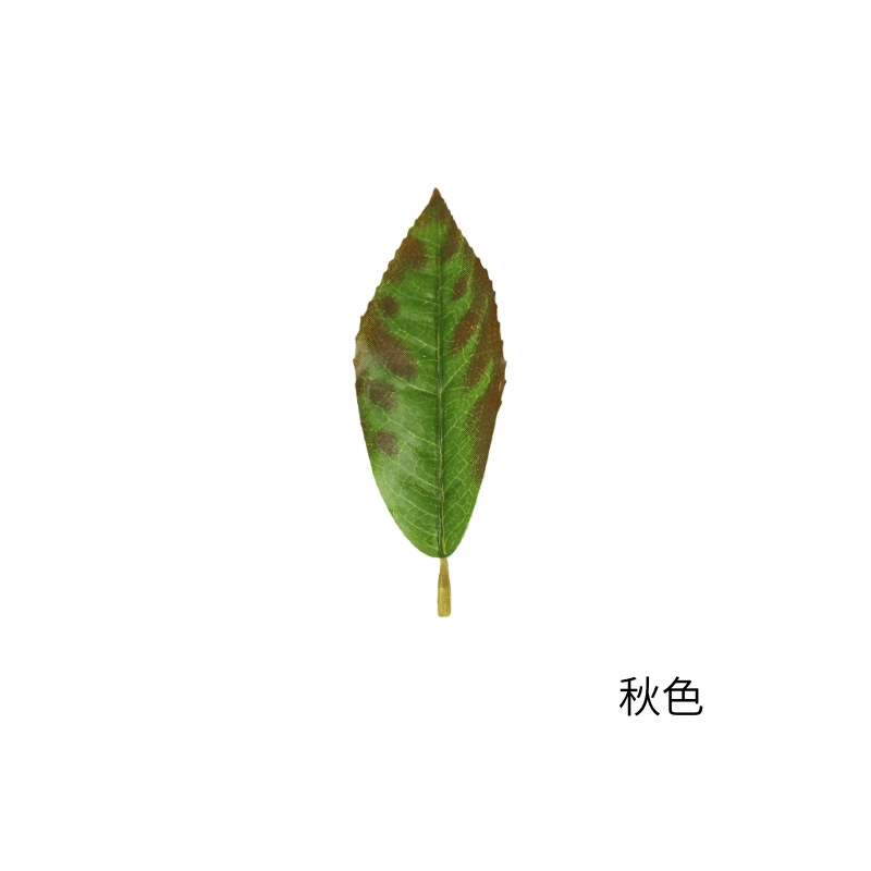 Monolithic Xin Yang Mao Jiang tea, green tea, white tea, red (black) tea, wholesale