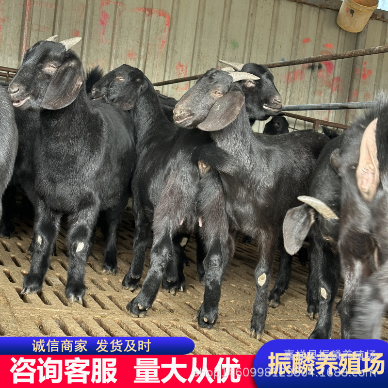 努比亚黑山羊多少一只 山羊羊苗价格 黑山羊可以长多大