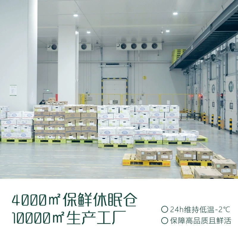 Cha Yuanzi лактей бурдок корень без серы новый поступление крупный бурдок замоченный в воде для чайного напитка съедобный лечебный травяной чай цветочный чай