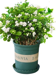 �������������Ԏ������d�ӻ���ֲ���҃Ⱥ��B�Gֲ�������ļ��_��