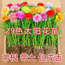 �ذ�̫ꖻ����ɫ�������������������M�ڶ�ɫ�޸�֦�l��ͥԺ