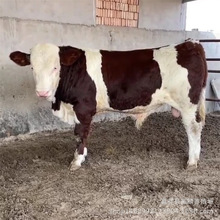 ���T����ţ ���B���T����ţ �������T����ţ �����N��