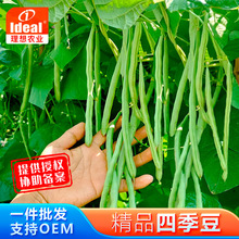 理想四季豆种子豆角种籽春秋四季农田菜园种植基地大棚种植菜籽