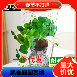 һ�����lˮ��ֲ��ɽ��������ֲ��𲻓Q���ԷN��Gֲ�҃Ⱥ��B����