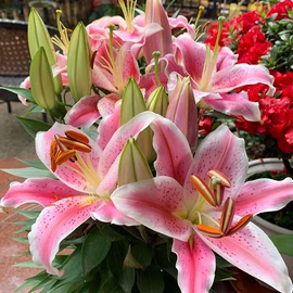 种子;草种子;草坪