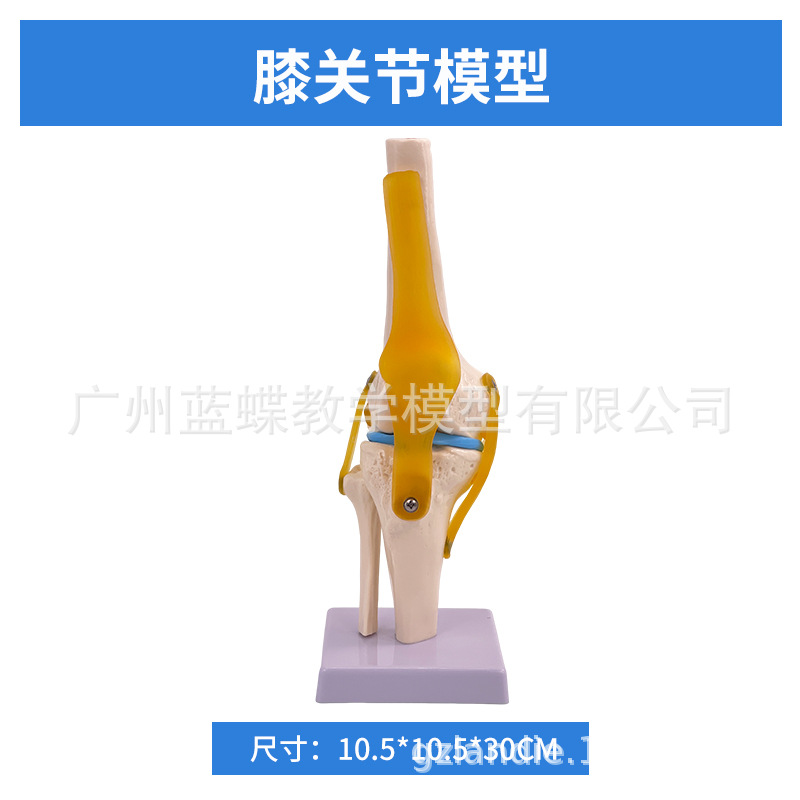 ��ѧ��������ؽڹ�����������׹Ǽ�ϥ�ؽ��ŹǿƸ��ʹ�ҽѧģ��