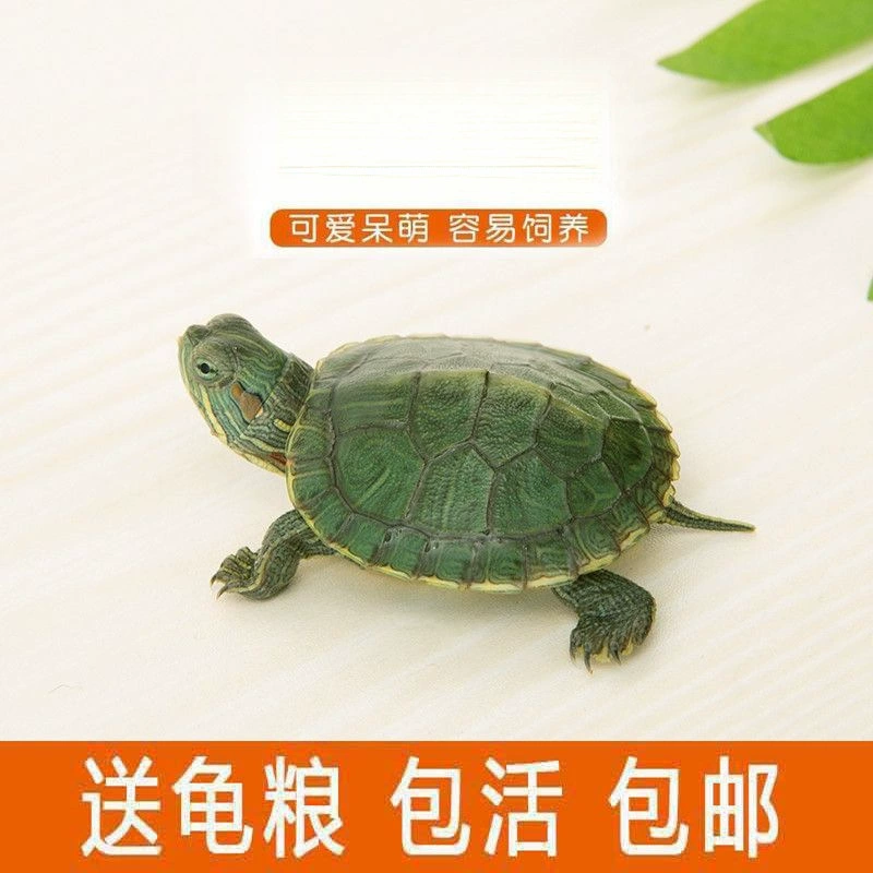 Маленькие и большие черепахи-яйца, декоративные живые животные, домашние самки черепах, супербольшие оптовые производители, прямые продажи с фабрики Amazon.