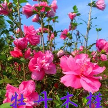 一件代发木槿花树苗丛生重瓣木槿树庭院大型耐寒绿化风景花树小木