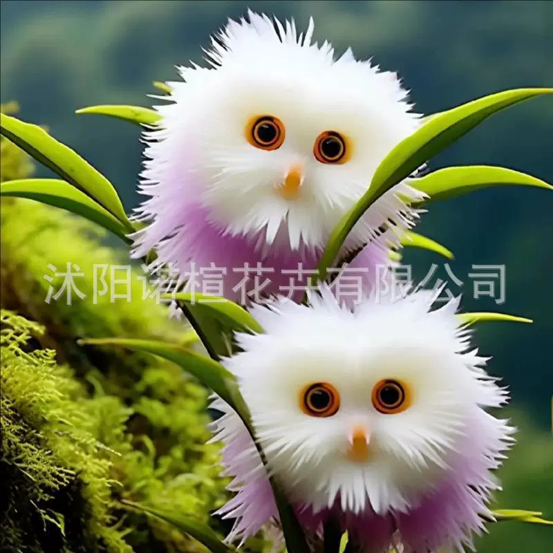 Взрывная модель горячая распродажа с большим цветочным лицом кошачья орхидея полна аромата