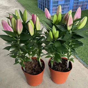 ��ˮ�ٺώ������������҃ȿ͏d�ļ����Bֲ�ﻨ�܃����՚�Gֲ�̨