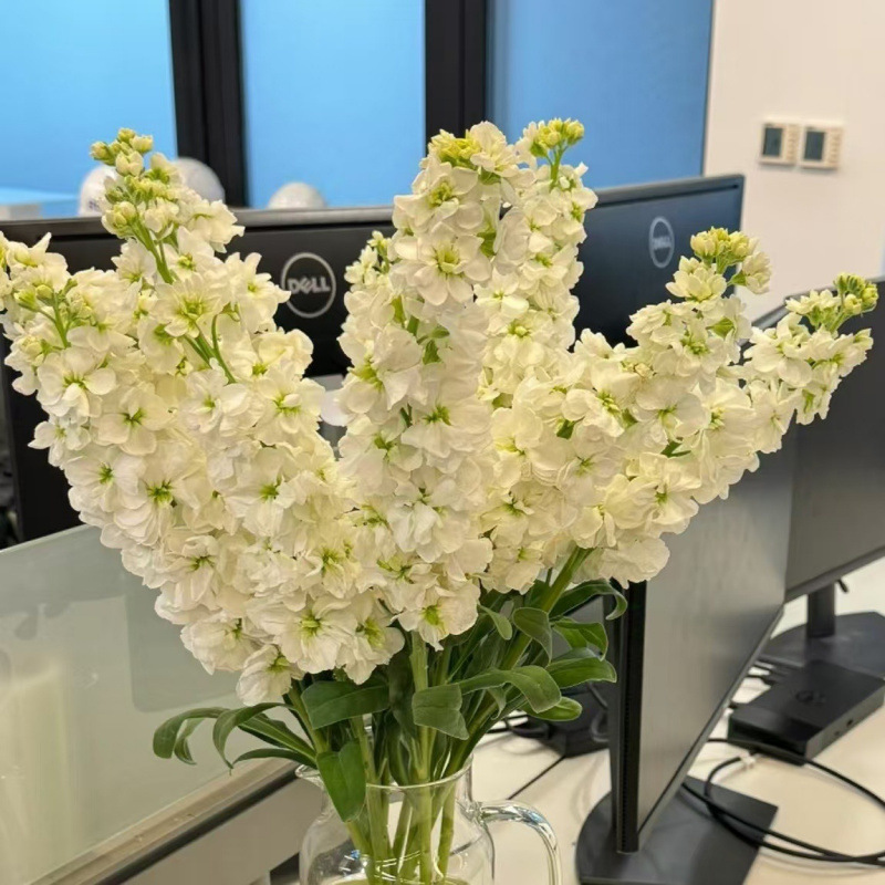 玫瑰花鲜花云南昆明基地批直发百合向日葵红豆家用鲜切水养插|undefined