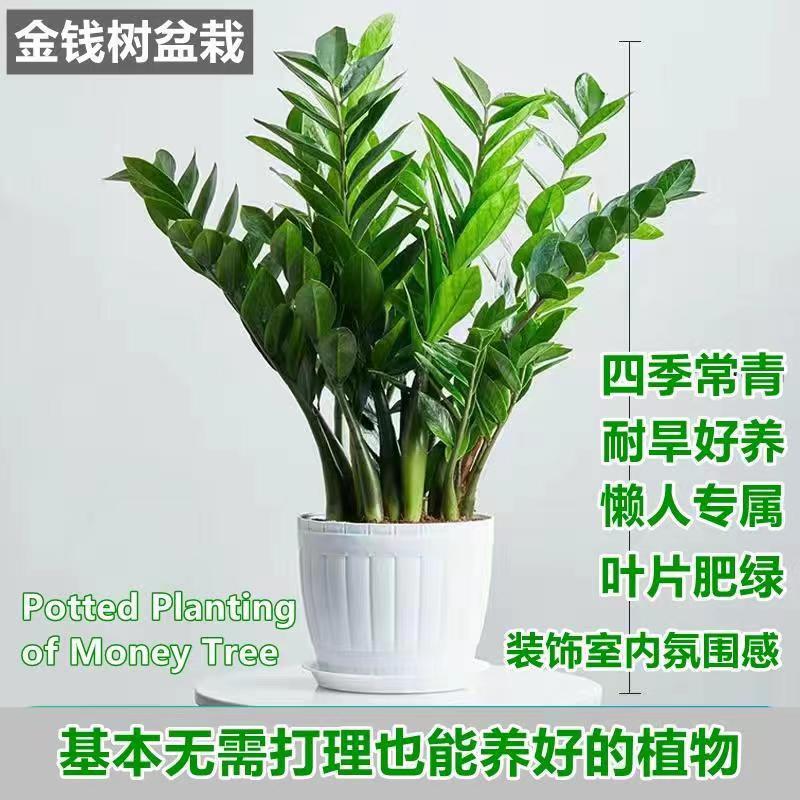 Money Tree Potted Plant Indoor Good Raising Shade-tolerant Money Stringers Office Living Room Leaves Viewing Green Planting Fortune Tree Money Tree Potted Plant Indoor Good Raising Shade-tolerant Money Stringers Office Living Room Leaves Viewing Green Planting Fortune Tree