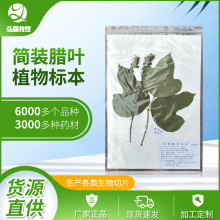 产地货源植物标本 标本馆用中药腊叶标本 简装植物腊叶标本