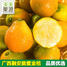 产地货源 广西融安脆蜜金桔大果王2斤礼盒装新鲜水果批发一件代发