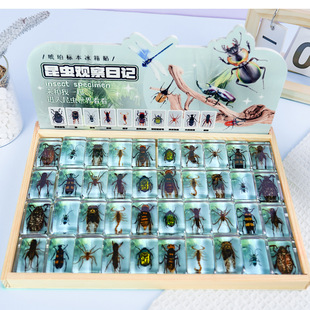Real Insect Specimens Transparent Resin Spider Scorpion Earth Bee Specimens Teaching Observation Insect Specimens Real Insect Ornaments
