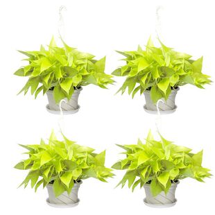 ��Ʒ�G�}�����ײͳ���ȩֲ���҃Ȼ��~�S������~��Ʒ�N