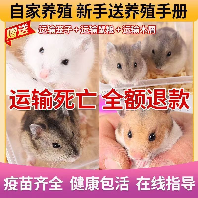 仓鼠家养情侣宠物三线活体紫仓幼崽布丁银狐金丝奶茶包活小仓鼠
