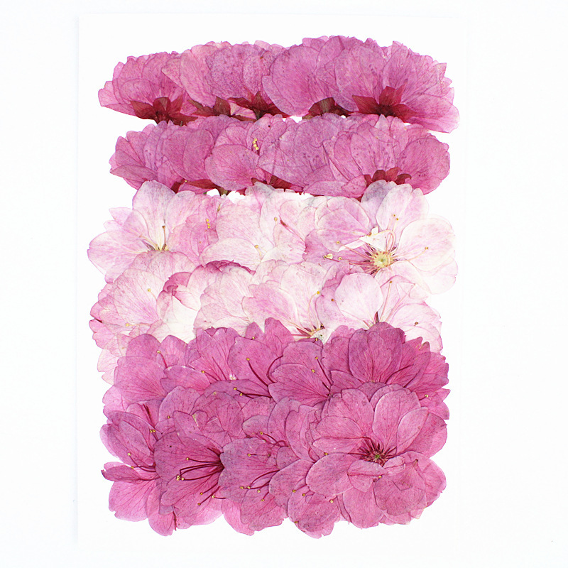 Sakura Combination Package Real Flower Embossed Specimen Face Petal Makeup Embossed Table Lamp Candle Photo Frame Painting Dried Flower DIY Material