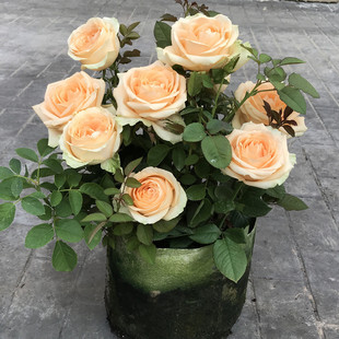 [Champagne Rose Seedlings] Peach Snow Mountain Cut Flower Rose Seedlings Balcony Garden Flower Potted Ornamental Plants