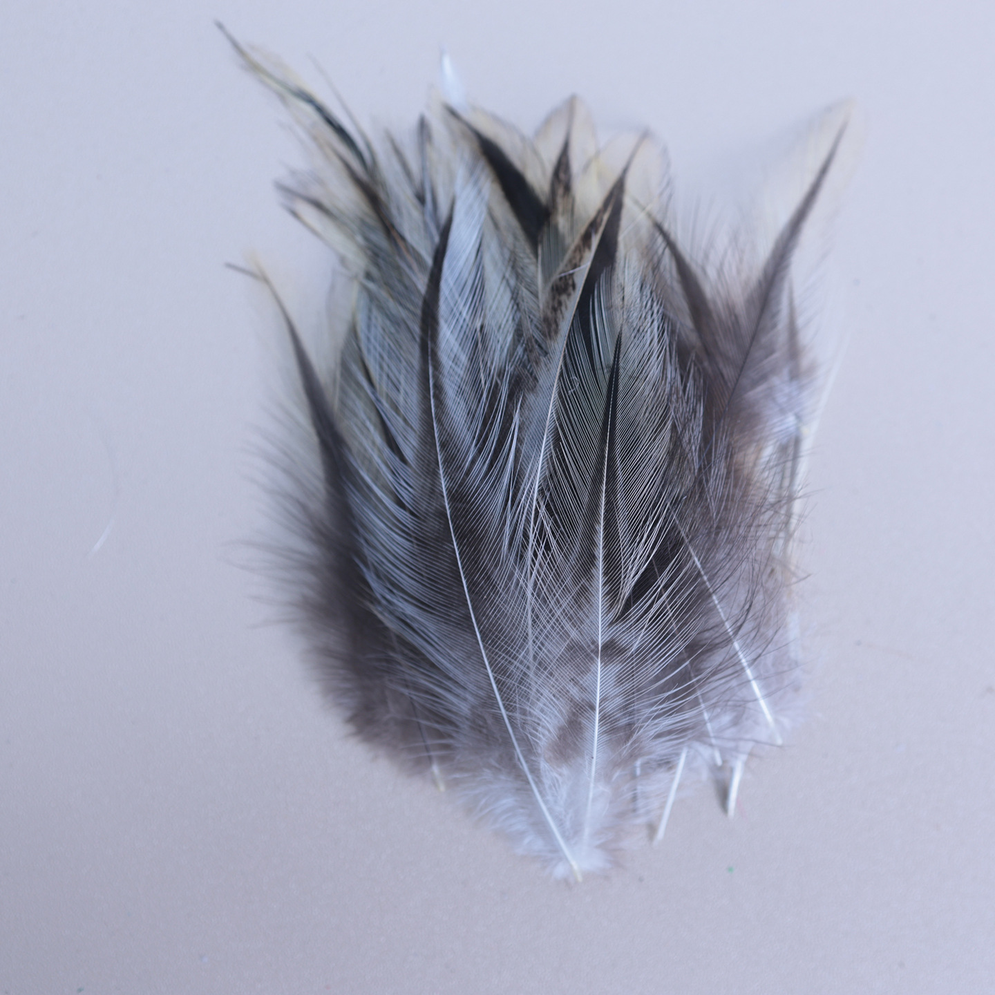 Fábrica al por mayor de bricolaje plumas pequeñas plumas naturales plumas de pollo salvaje plumas de pato jardín de infantes joyas hechas a mano gato divertido material de captura de sueños