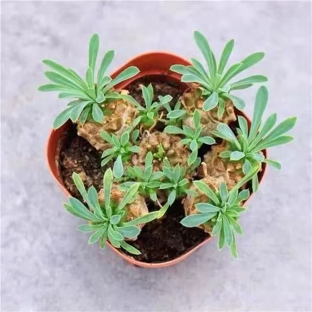 Piña de hierro, piña de la montaña Meishan, plantas suculentas raras, espinacas, peras, buenas estaciones para cultivar plantas verdes de mesa en maceta