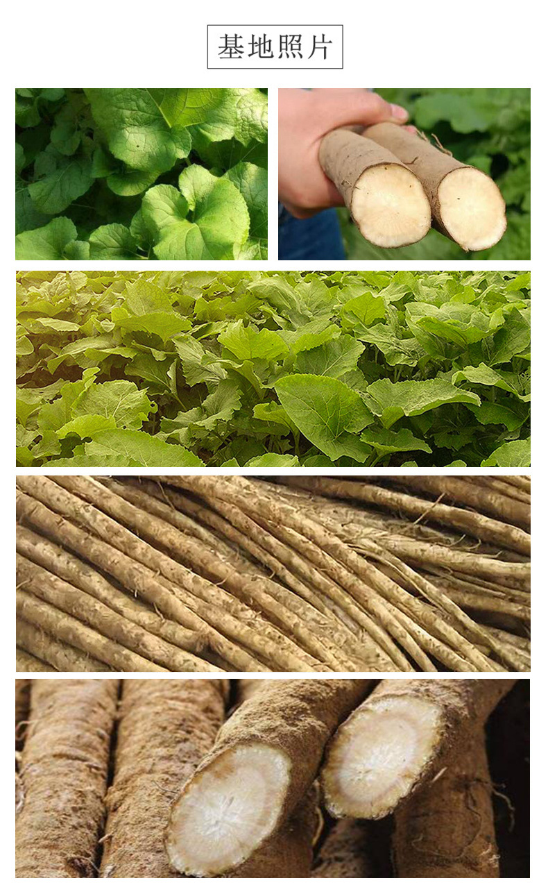 Burdock Root Tea Slices Niu Bang Gen 50g Freeze Dried Herbal Tea Cuts quality and texture