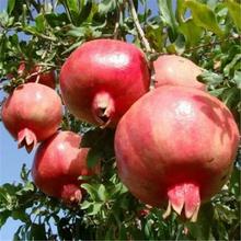 ʯ��N��ܛ��ʯ���N�ӹ���N�ӼtƤʯ��N���SƤʯ��īʯ��N��