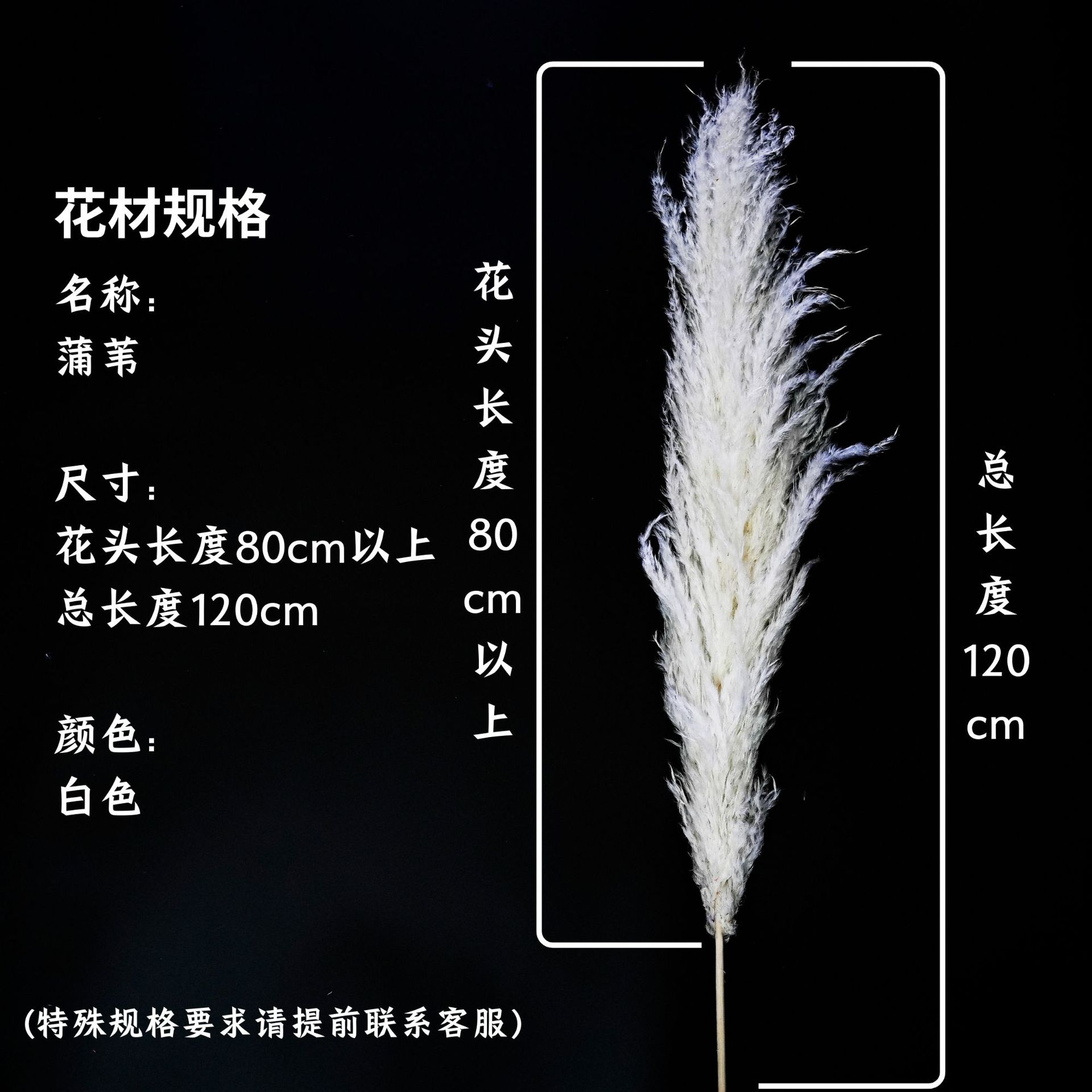 꽃 머리 80cm 이상 흰색