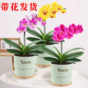 �����m���玧��������ֲ�ﻨ���ļ����B��ʯ���m�Gֲ�p��������