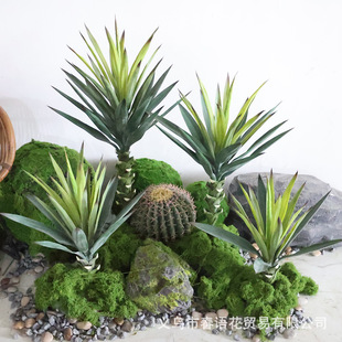 ���愦�m�Ꭷ�GֲɳĮ�������m����ֲ���҃ȵ�䁙����b��쾰�ز�