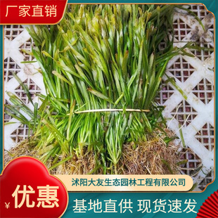 Base Direct Sales Bitter Grass, Asparagus, Flat Stick Grass, Black Algae, Spores, Dense Thorns, Cold-Resistant Evergreen Dwarf Bitter Grass