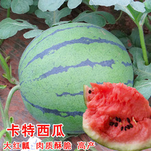 西瓜種子麒麟瓜甜早熟卡特華欣西瓜籽京欣類型高產春秋季四季水果