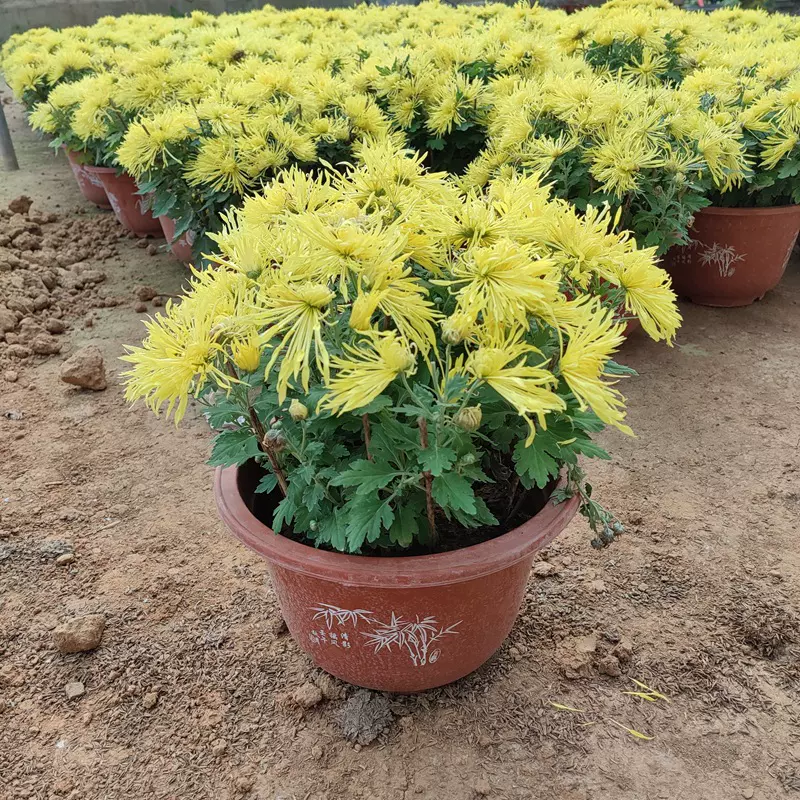 盆栽大花国庆菊花 金鸡报晓菊花 九月菊花盆栽批发 盆栽花卉菊花