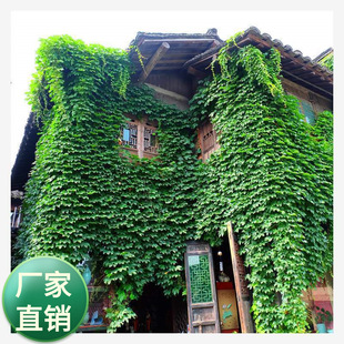 Parthenocissus seeds Wall-climbing seeds Wall-climbing seeds Vine-climbing plants Climbing plant seeds Evergreen seeds