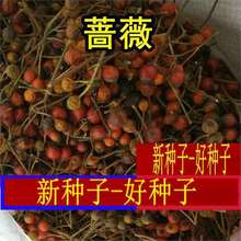 �ͺ��Nޱ�N���ձ��o���Nޱ�޽�õ���ٱ����¼��t��õ�S��õ���N